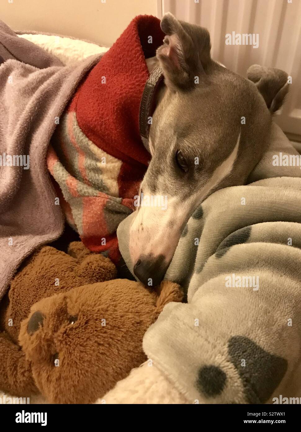 whippet teddy