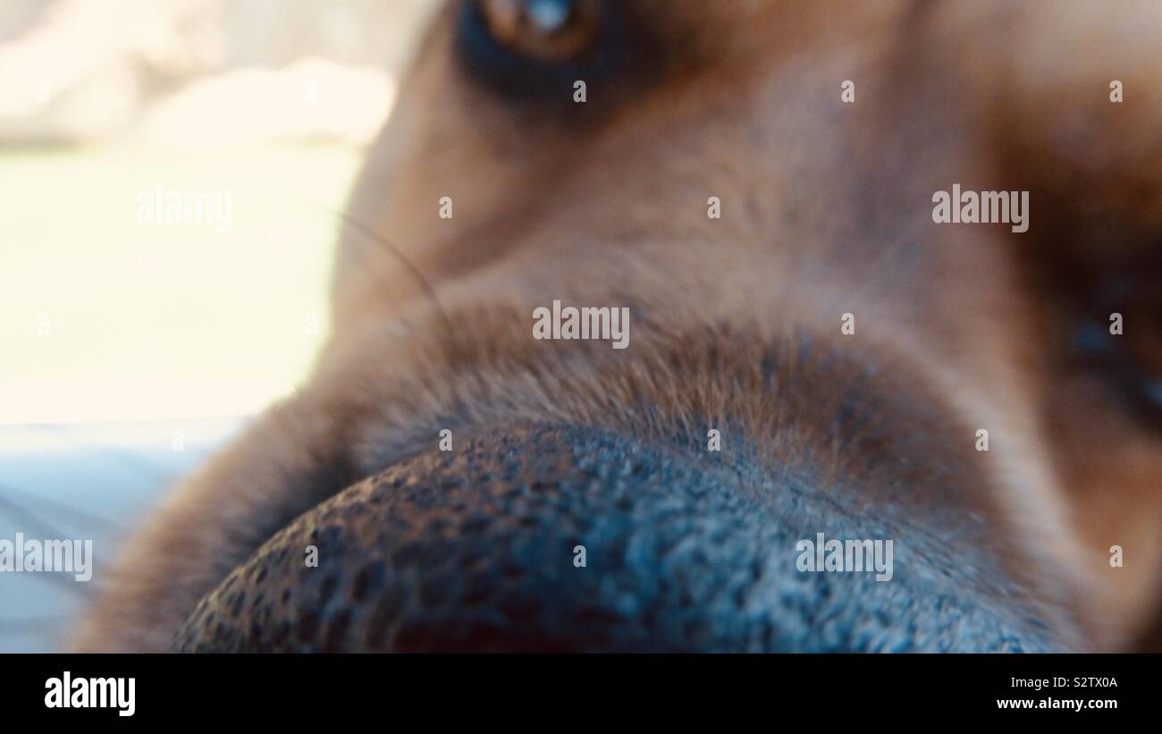 Dog up close Stock Photo Alamy