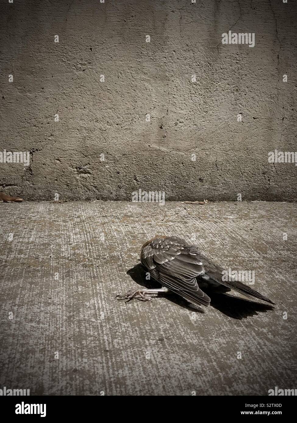 Dead bird on hot sidewalk in summer Stock Photo