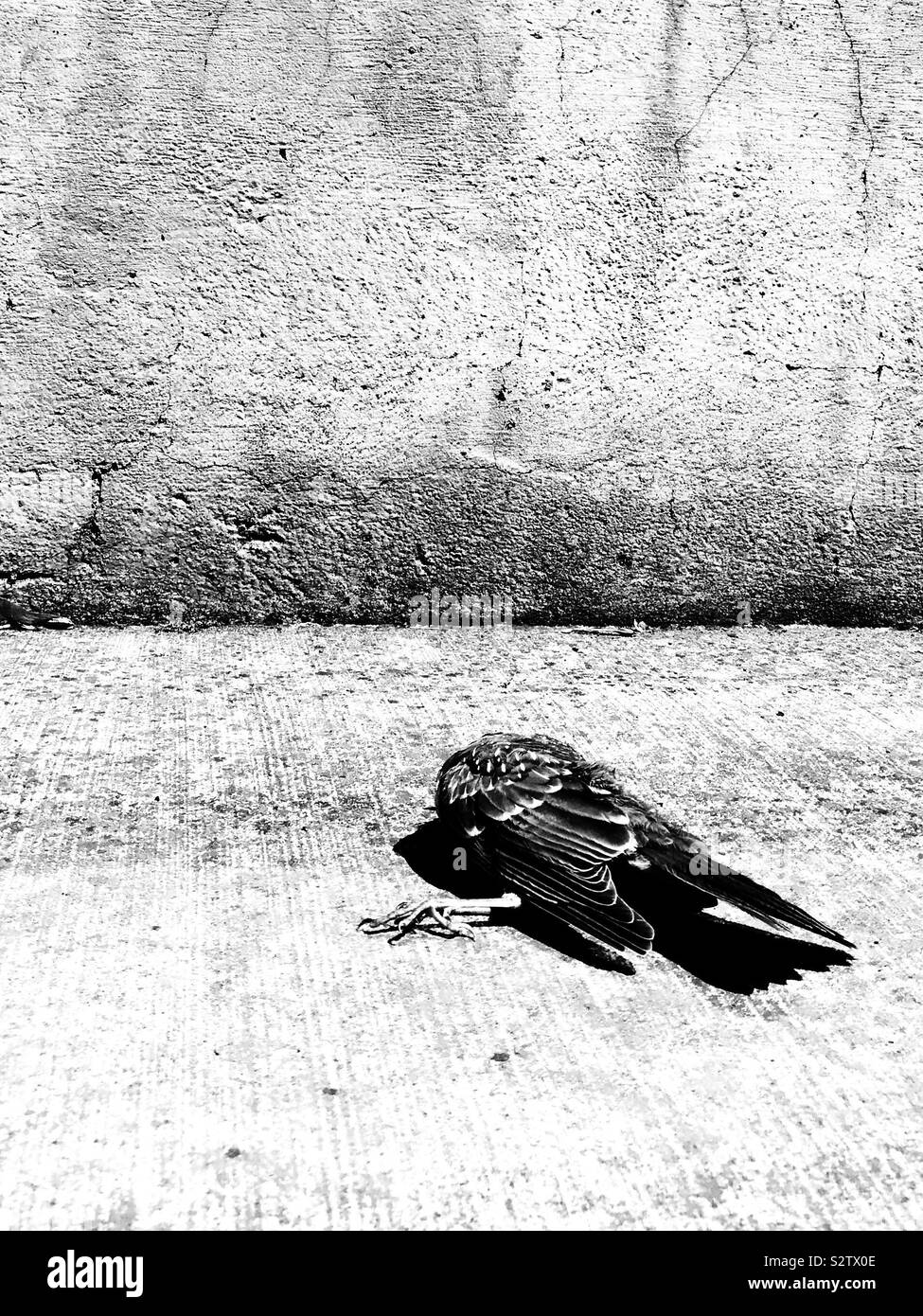 Black and white photo of dead bird on hot summer sidewalk Stock Photo