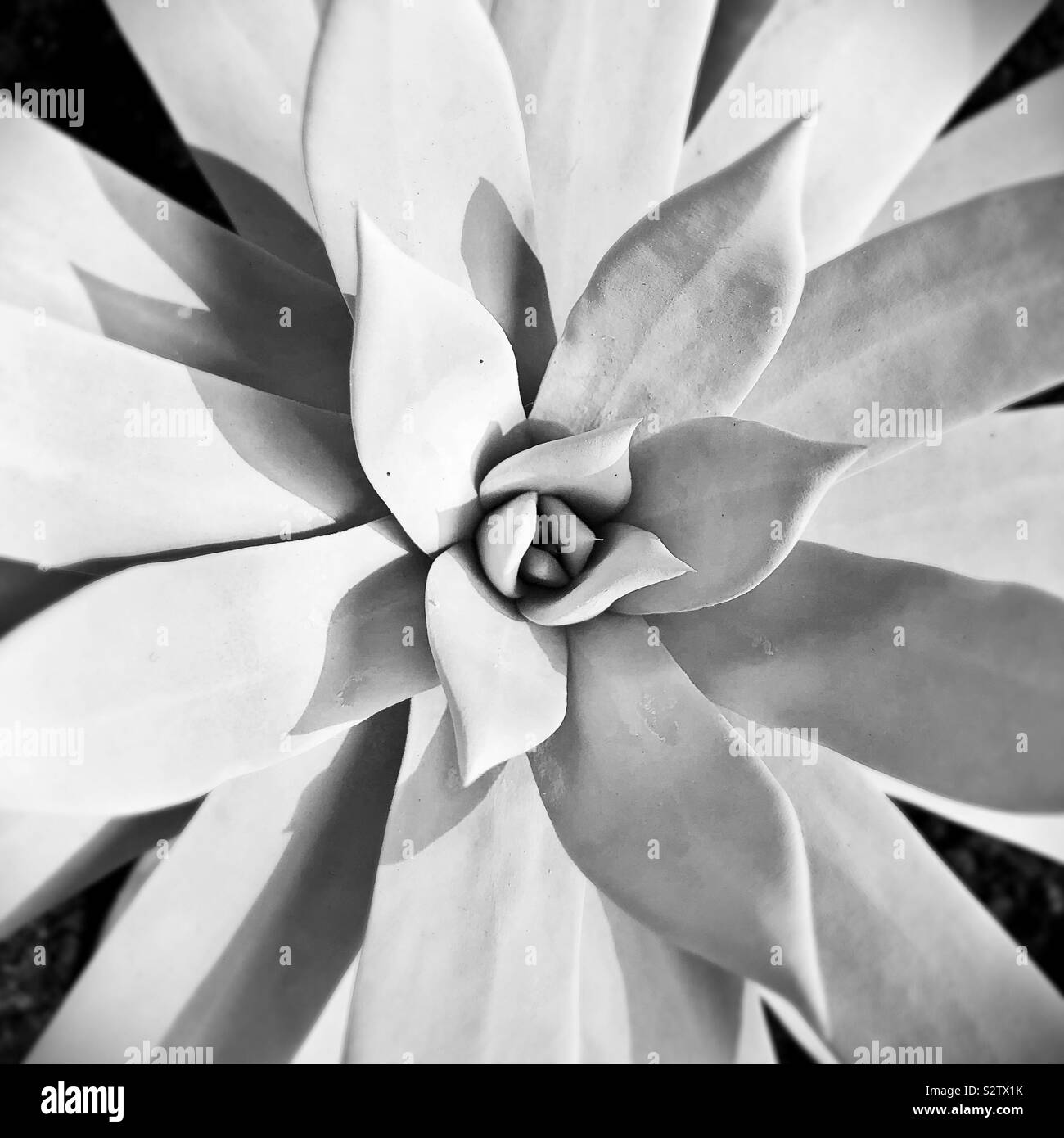 A black and white close-up of a dudleya brittonii plant. Stock Photo