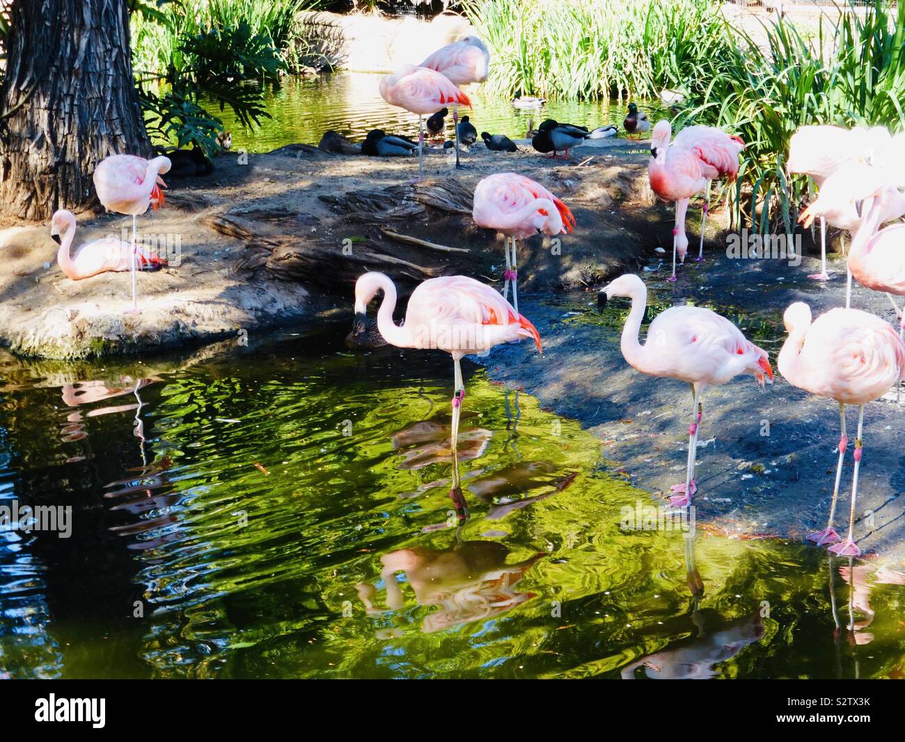 Flamingos Stock Photo