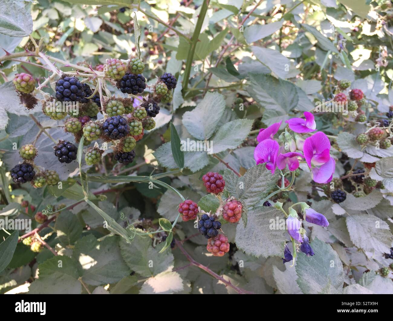 Armenian blackberry and broad leaved sweet pea. Stock Photo