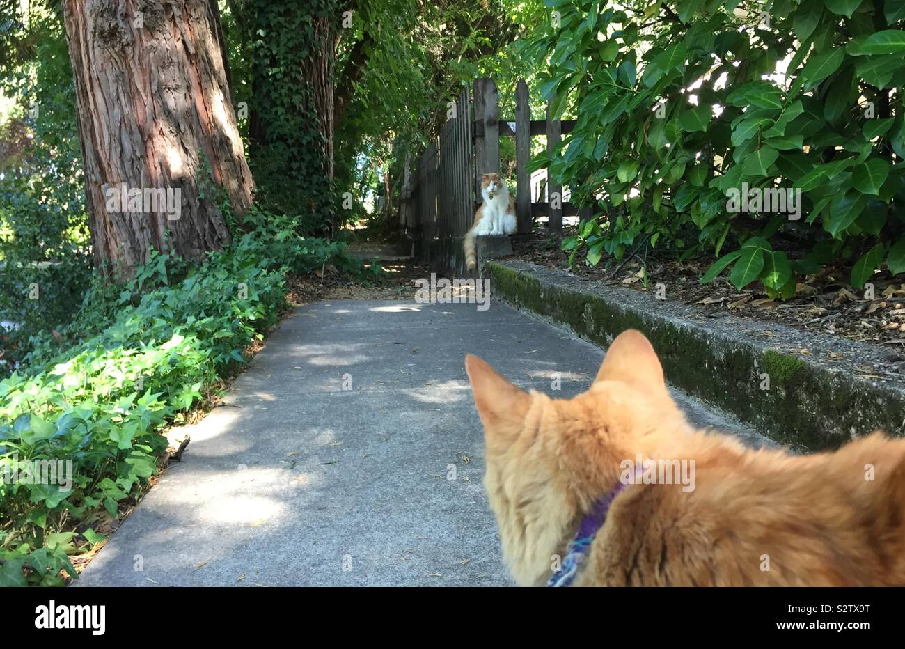 Cat vs. cat Stock Photo - Alamy