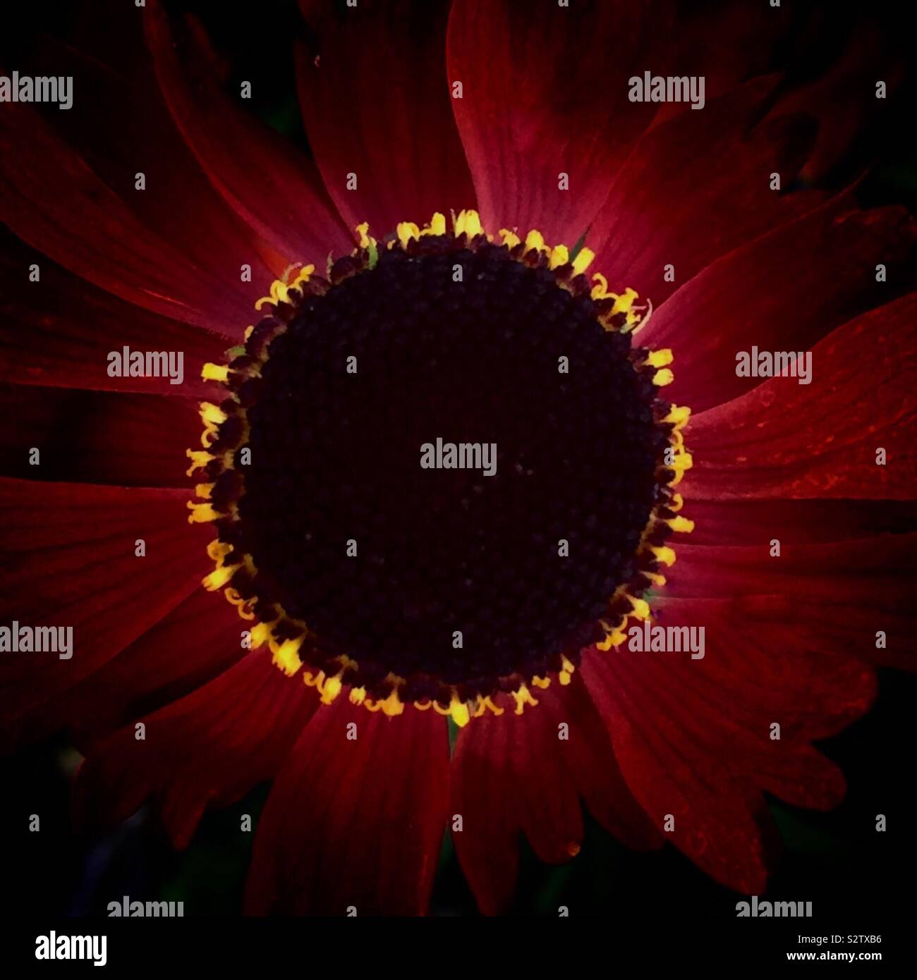 Close up of a Moerheim Beauty, Helenium autumnale. The flowers are upright perennial with dark-centred, coppery-red flower-heads 6-8cm across in summer. - Smartphone Captured Stock Image