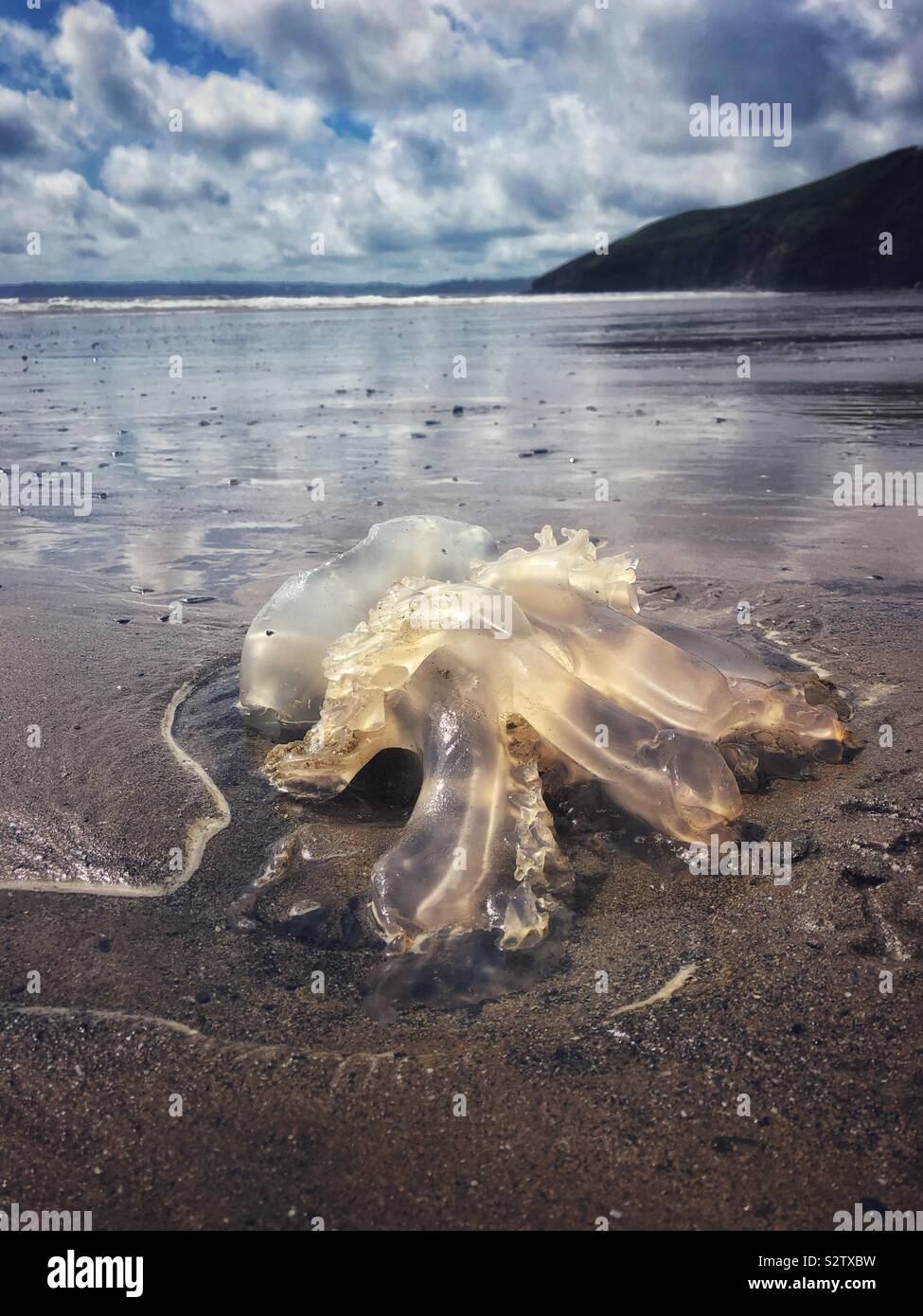 Stranded jellyfish on a Welsh surf beach, West Wales, August Stock Photo Alamy