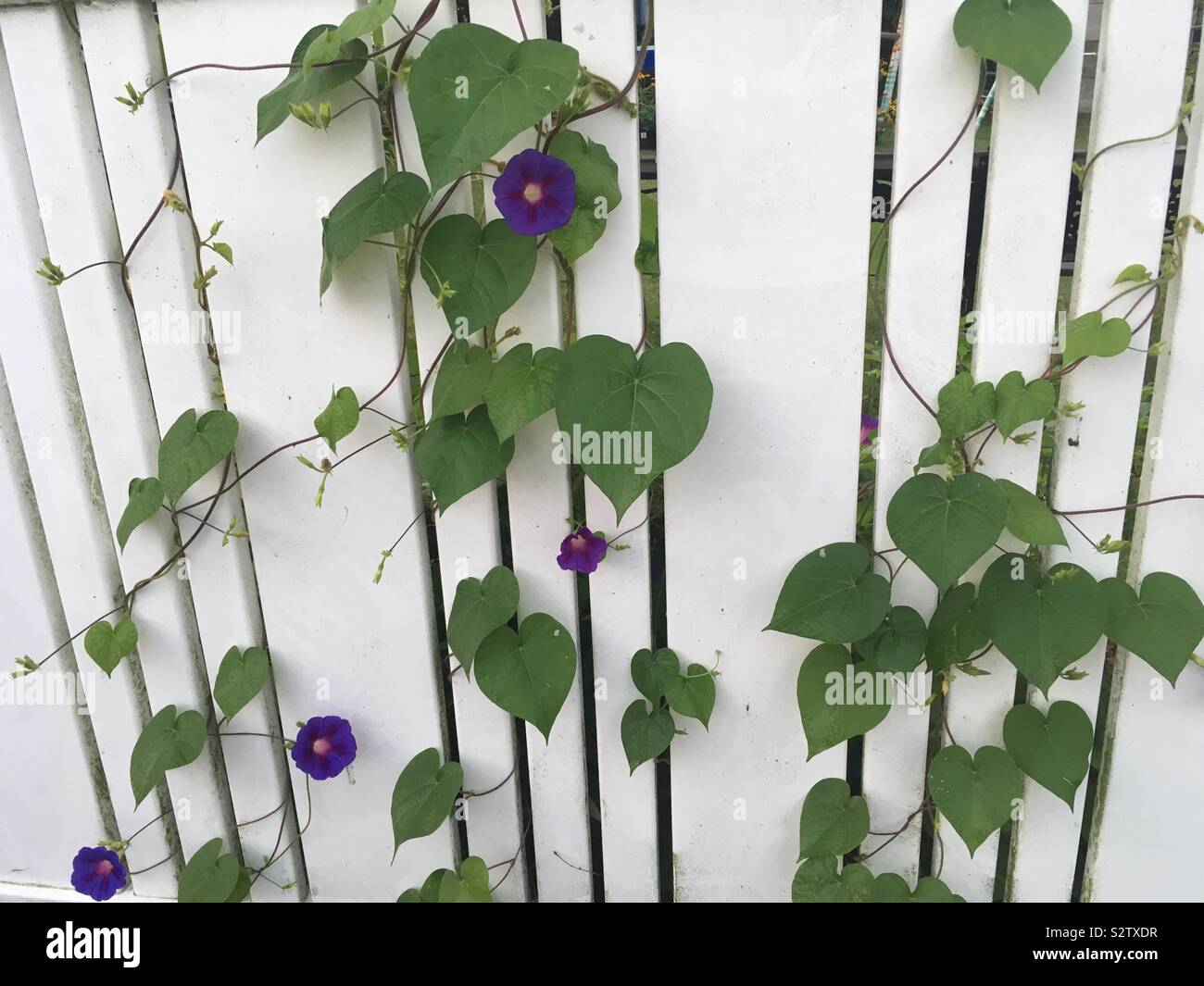 Vine on fence hi-res stock photography and images - Alamy