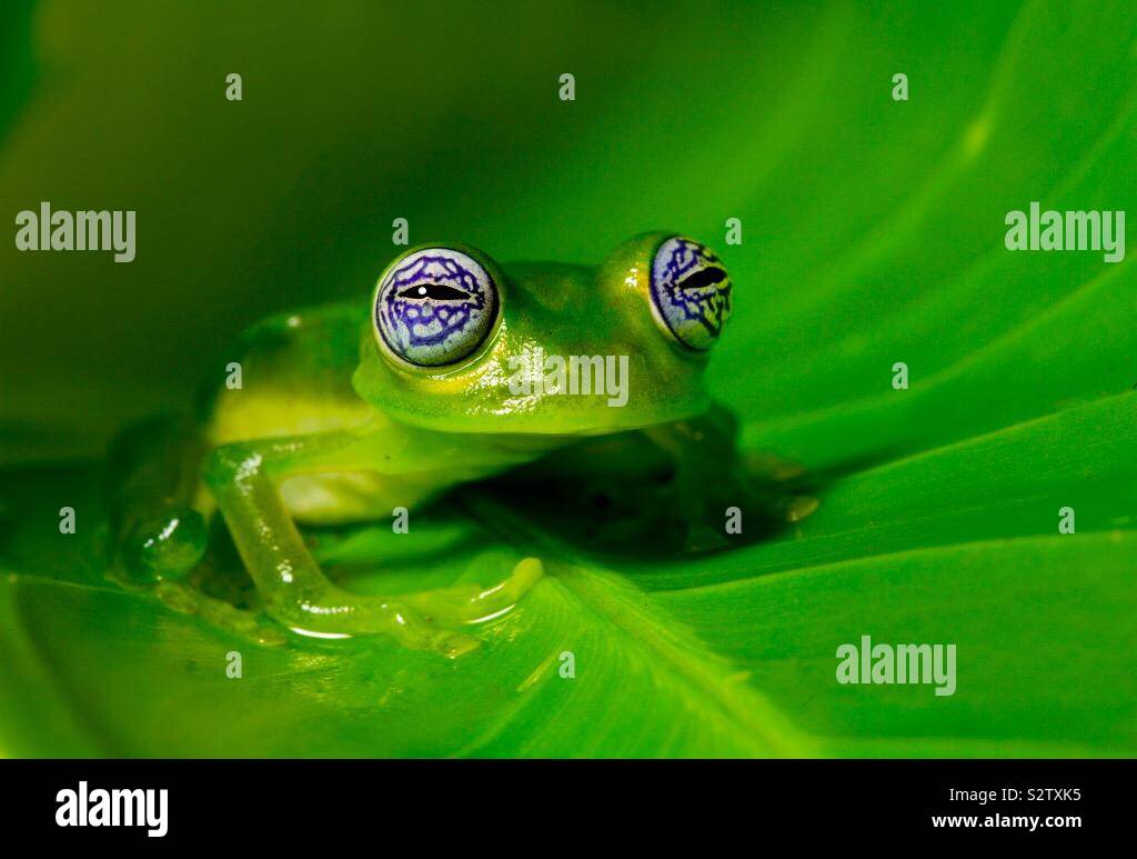Rana di vidrio glass frog Stock Photo Alamy