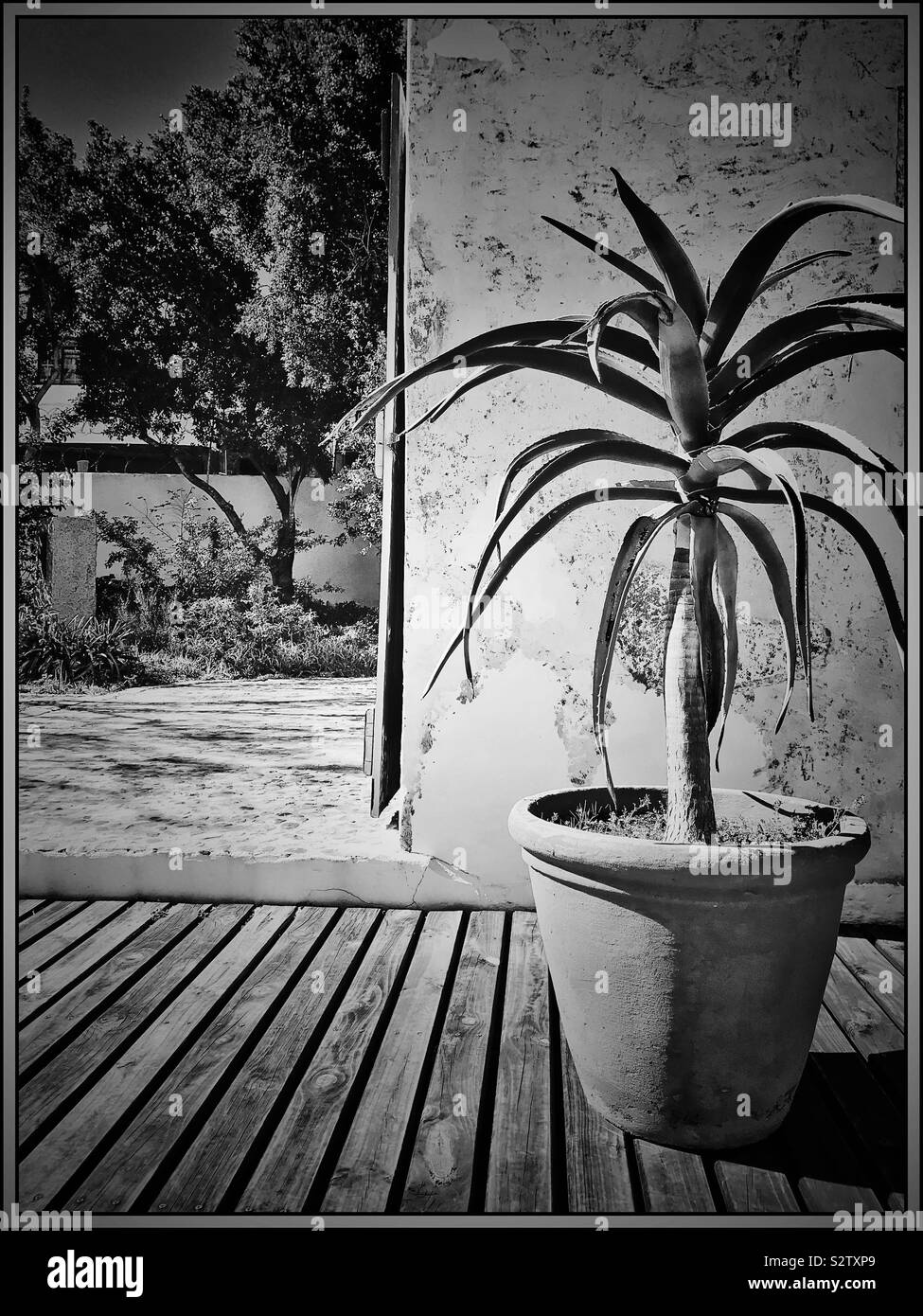 Succulent in pot . Black and white photo. - Smartphone Captured Stock Image