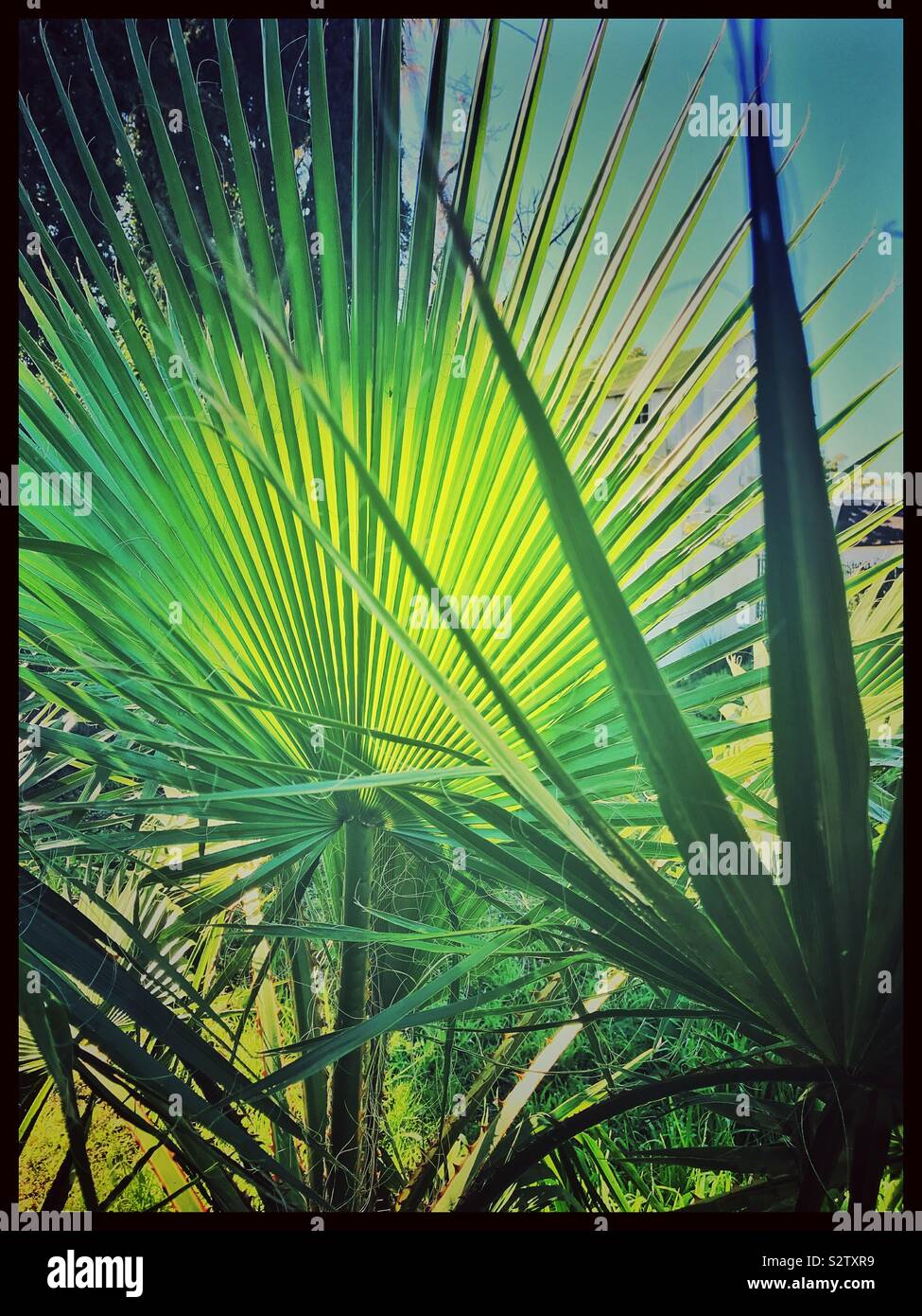 Variety of ferns. - Smartphone Captured Stock Image