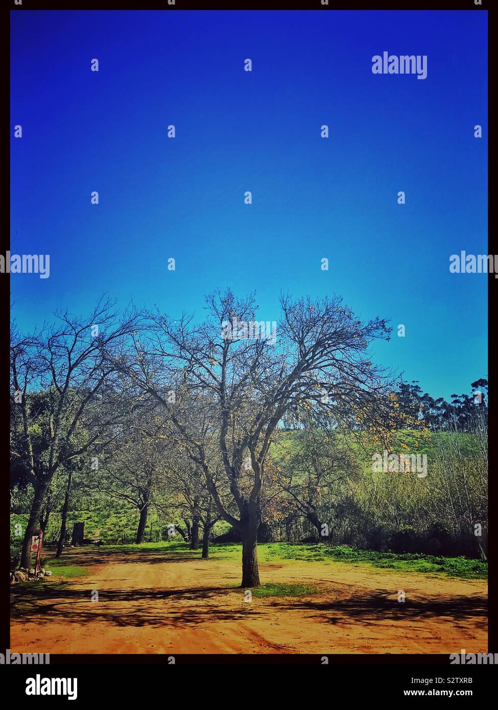 Trees in Tulbagh, Western Cape Province, South Africa. - Smartphone Captured Stock Image