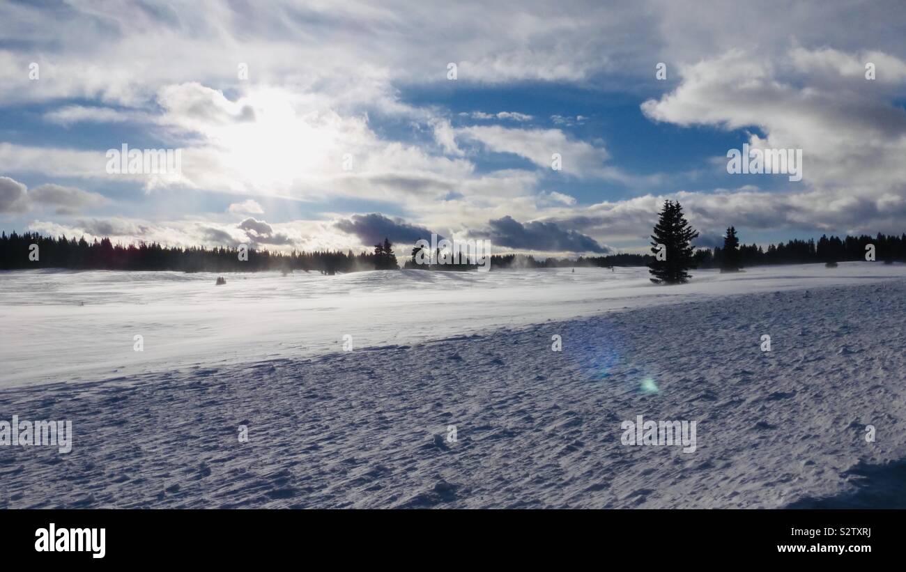 Snowy landscape with the sun behind clouds poking through and pine trees Stock Photo