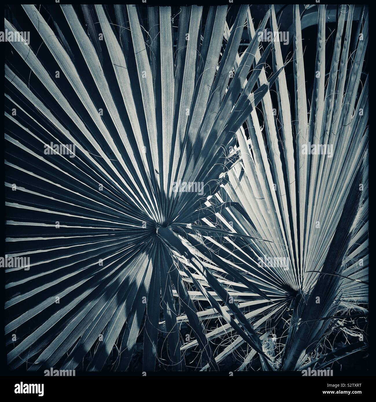 Black and white photo of spiky leaves. - Smartphone Captured Stock Image