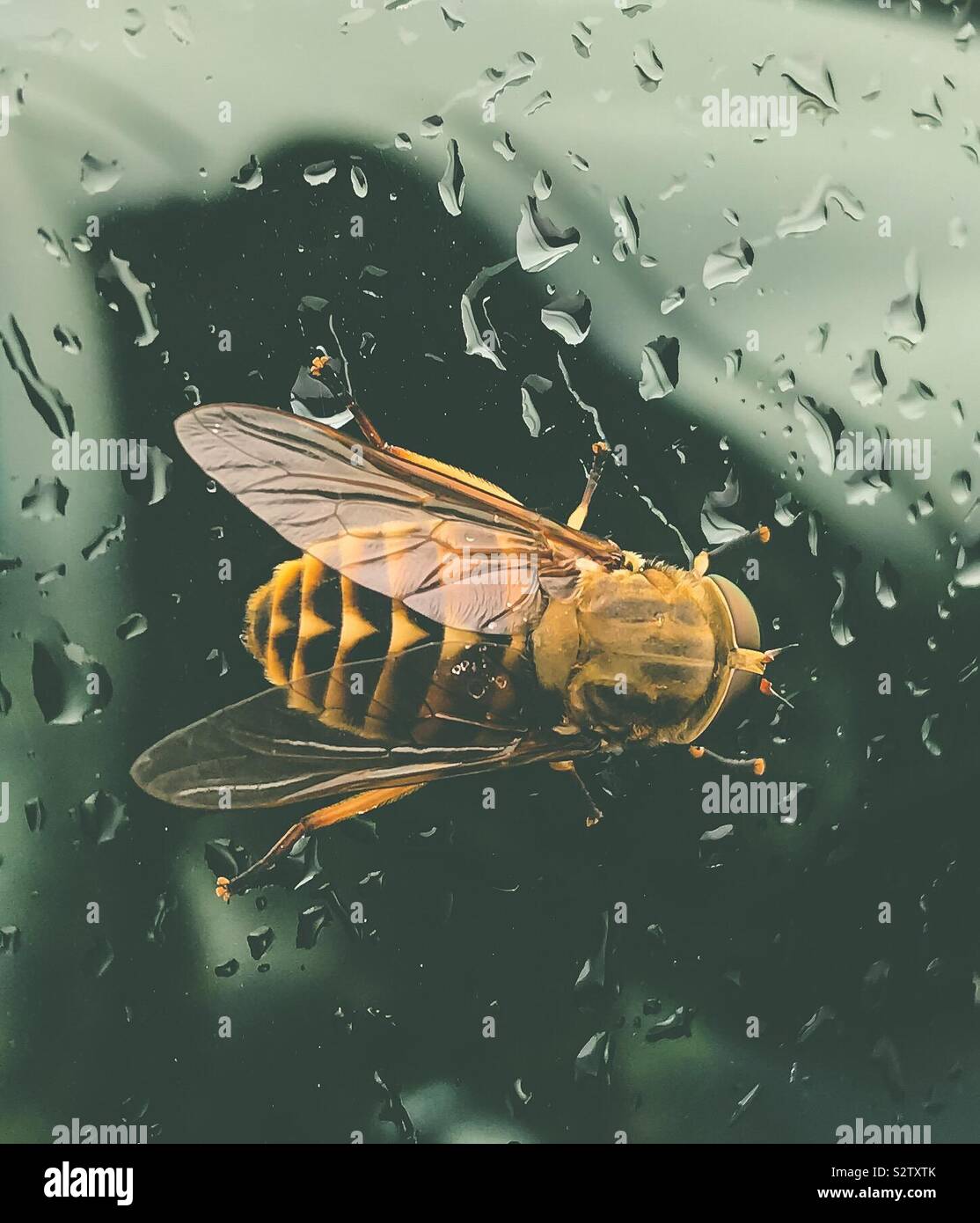 Dark Giant Horsefly Stock Photo Alamy