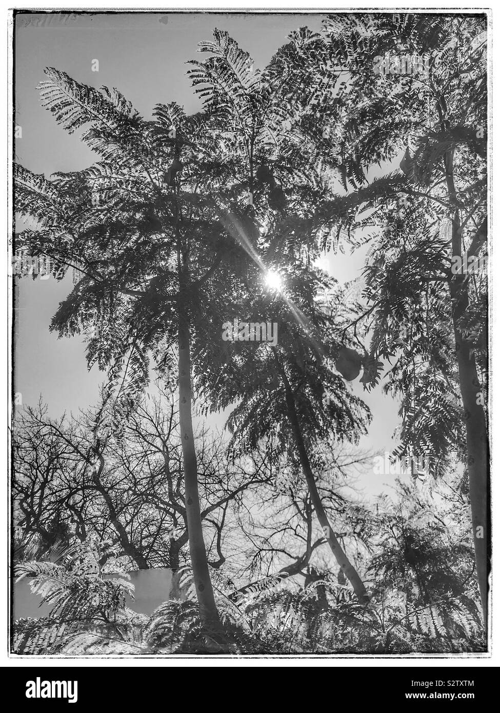 Backlit trees. Black and white photo. - Smartphone Captured Stock Image