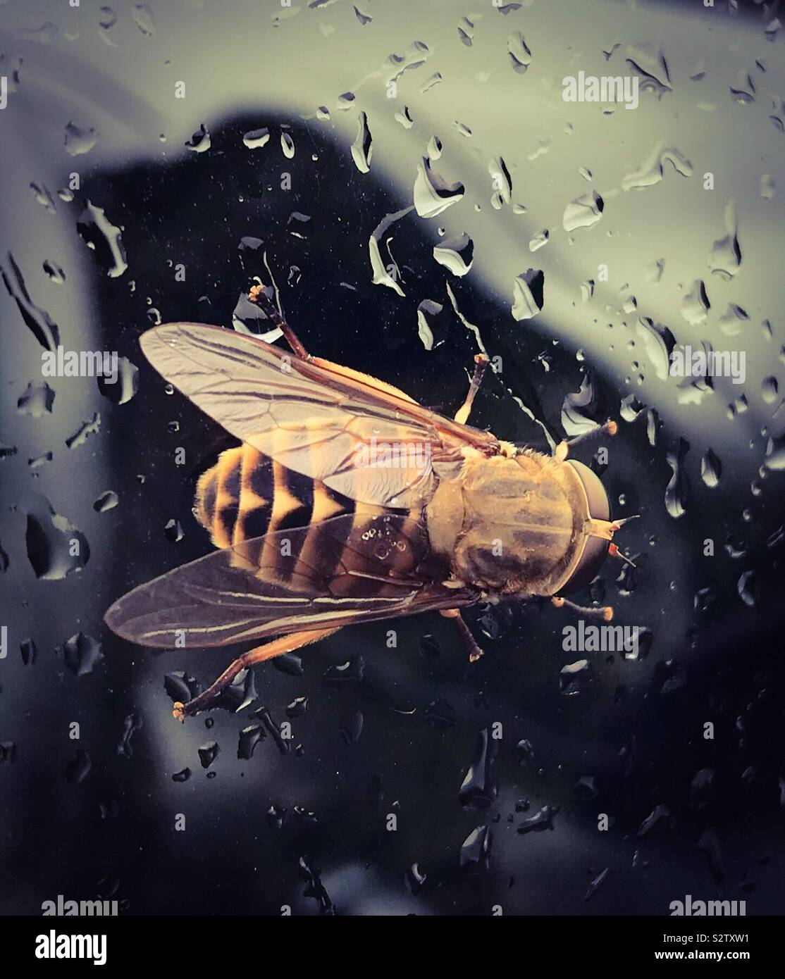 Dark Giant Horsefly Stock Photo Alamy