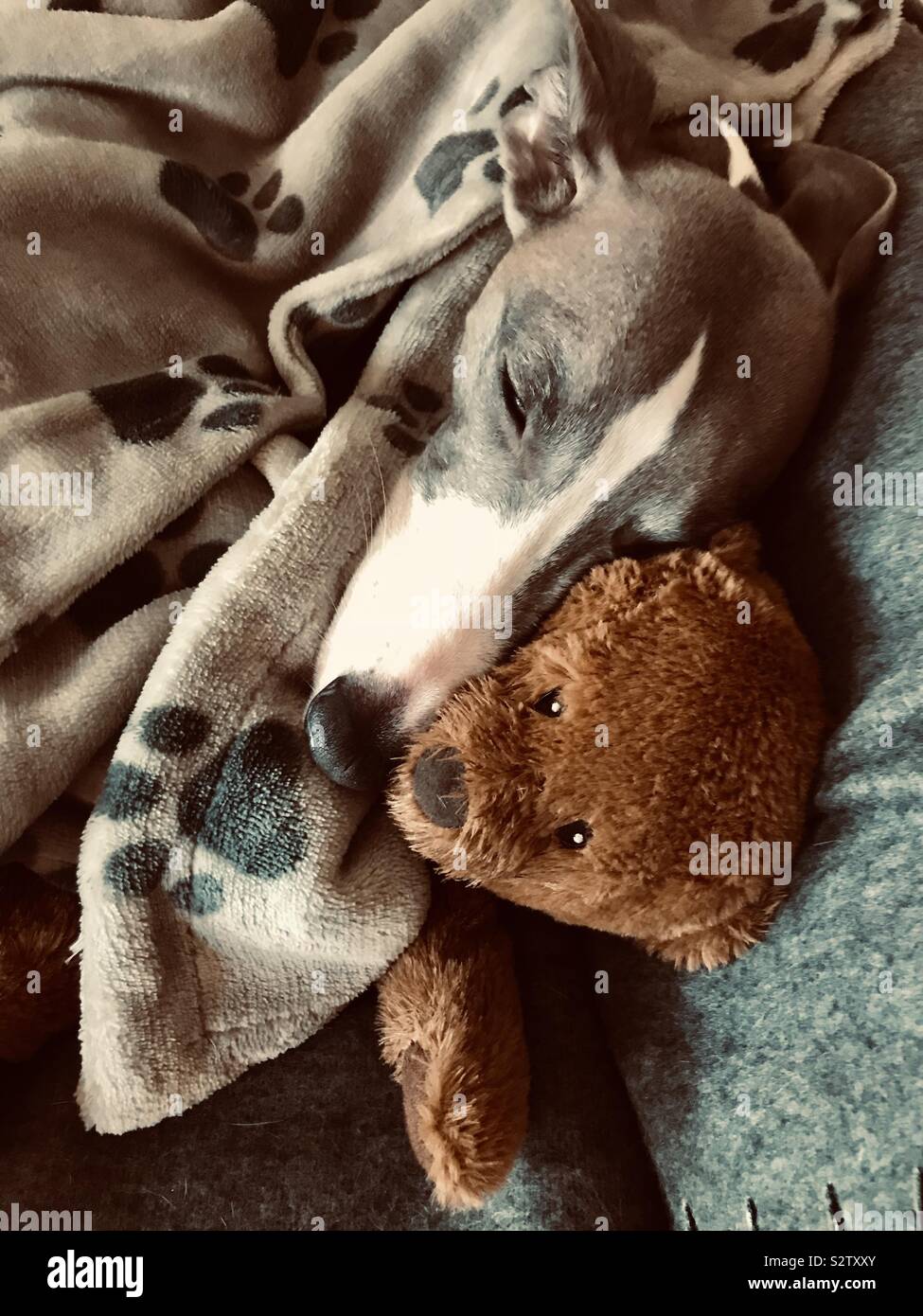 Whippet deals soft toy