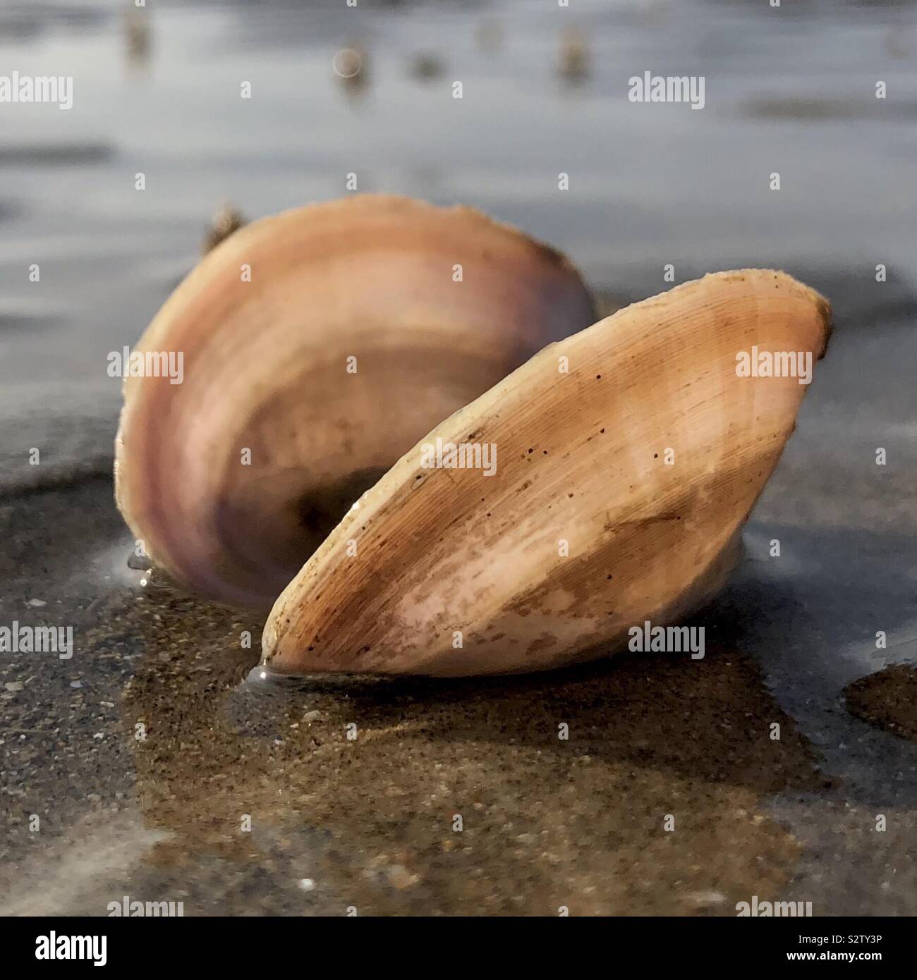 Open clam Stock Photo