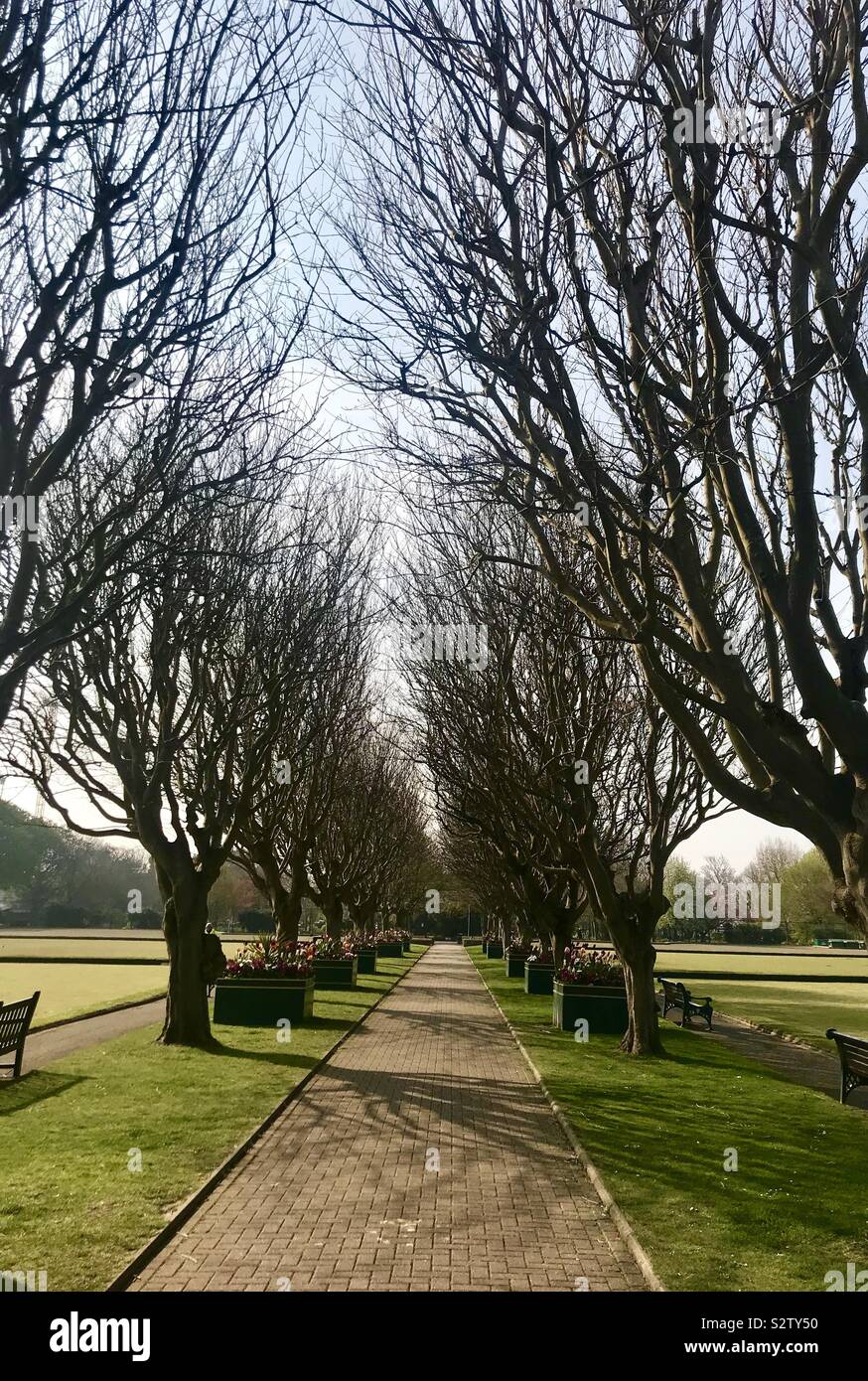 Avenue of trees next to bowling greens Stock Photo Alamy