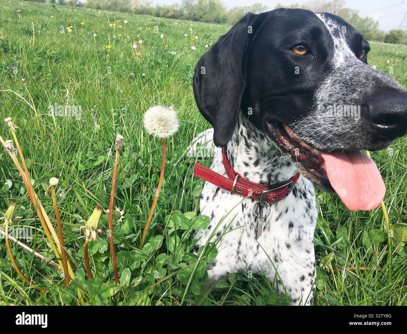German shorthaired pointer Dog lying in field with dandelions and clover Stock Photo
