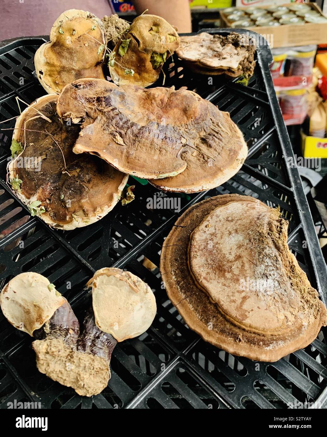Wild mushrooms on sale at the Zemun market in Belgrade, Serbia. - Smartphone Captured Stock Image