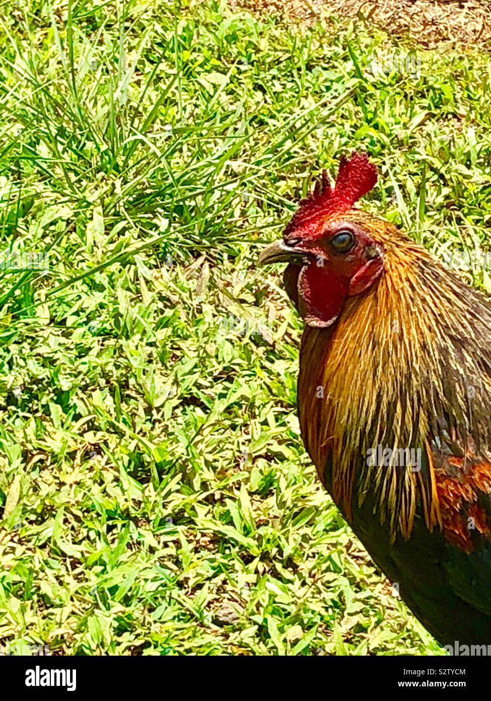 Feral rooster hires stock photography and images Alamy