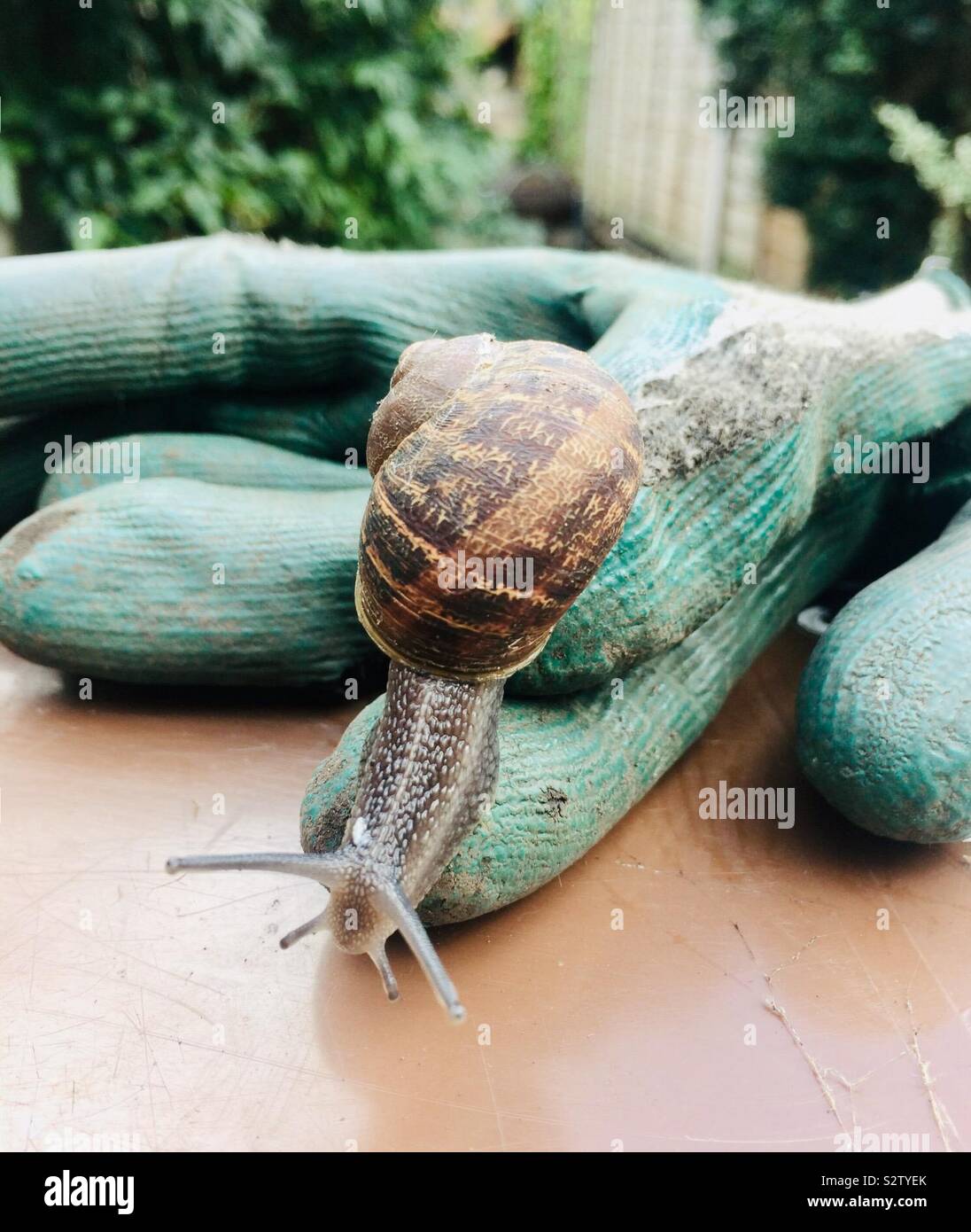 Snail on gardening glove Stock Photo