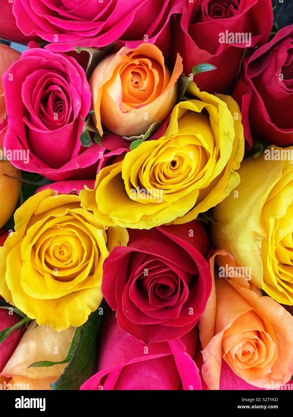 Beautiful colorful bouquet of red, pink, yellow, and orange roses in full bloom. Stock Photo