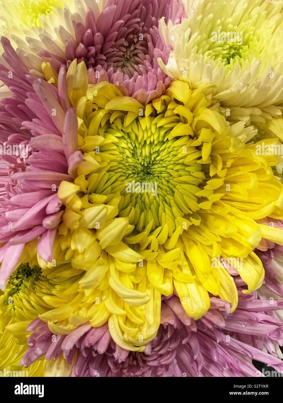 Beautiful yellow chrysanthemum surrounded by pink chrysanthemums in full bloom. Stock Photo