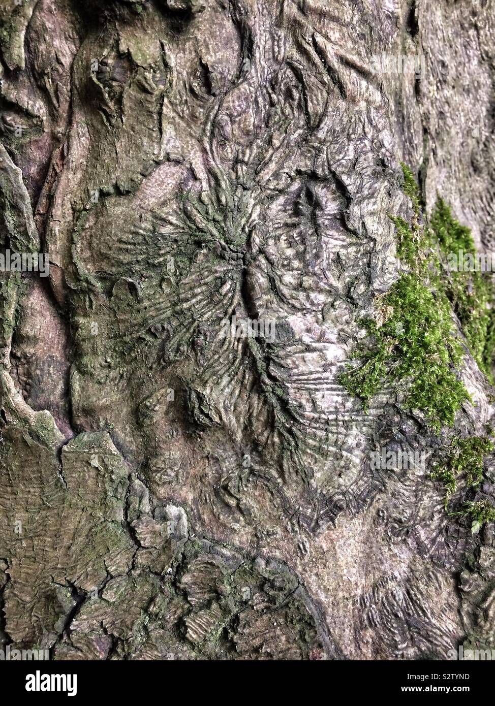 Bark texture with moss - Smartphone Captured Stock Image