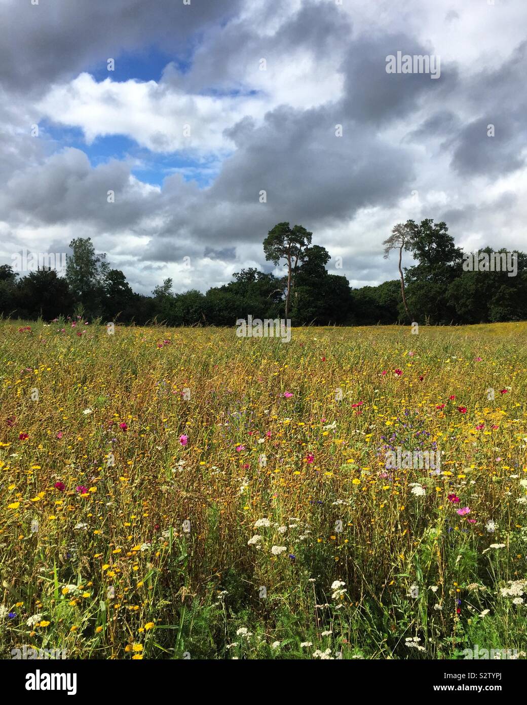 Colourful meadow Stock Photo