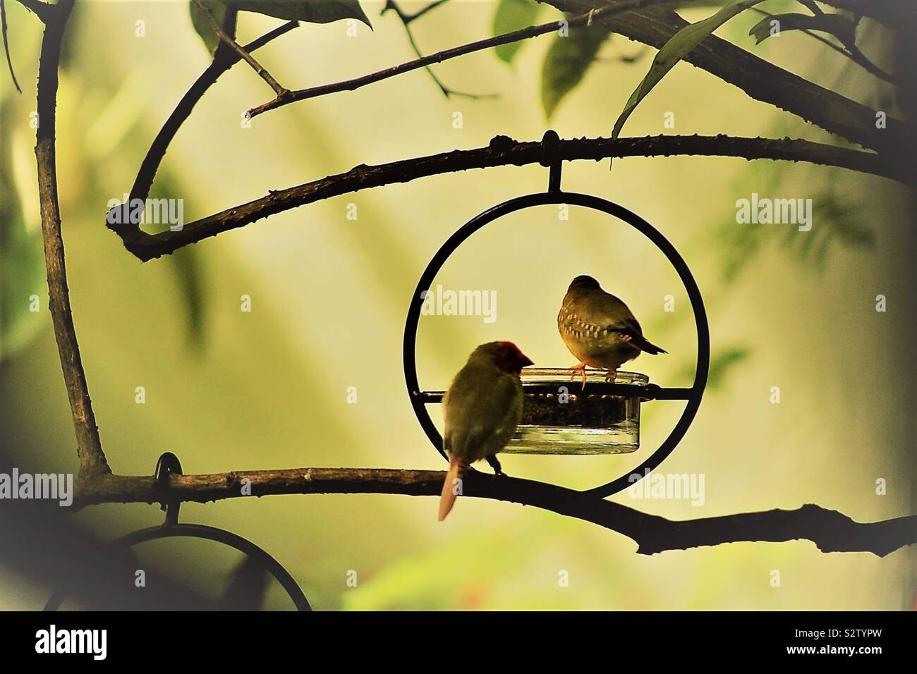 Two Birds Stop In A Garden For A Snack The Bird Feeder Is Placed
