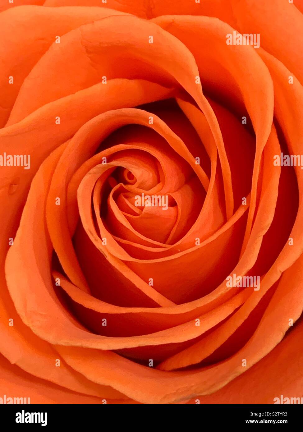 Beautiful closeup of an orange rose in full bloom. - Smartphone Captured Stock Image