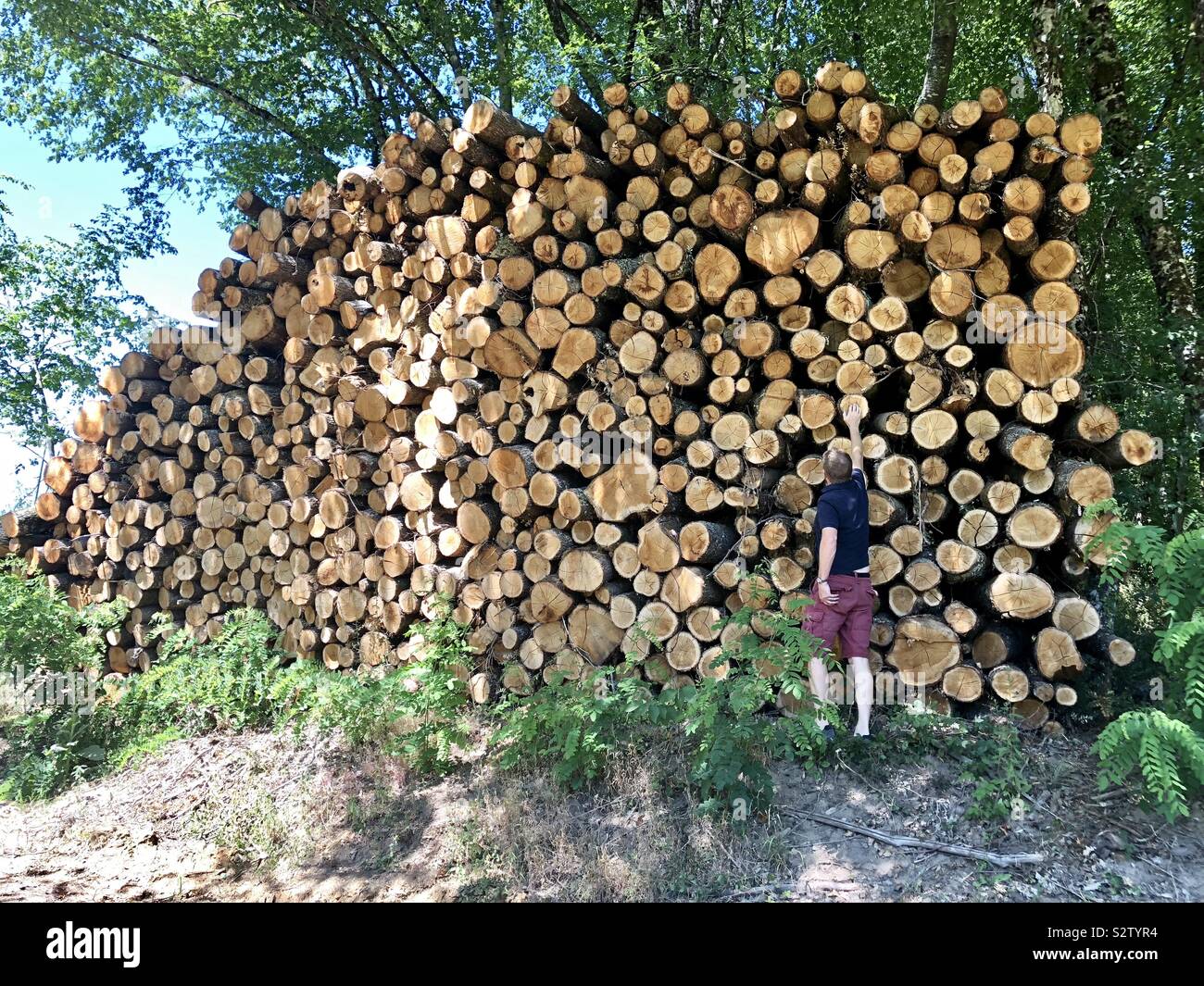 Huge pile of lumber with man for perspective - Smartphone Captured Stock Image