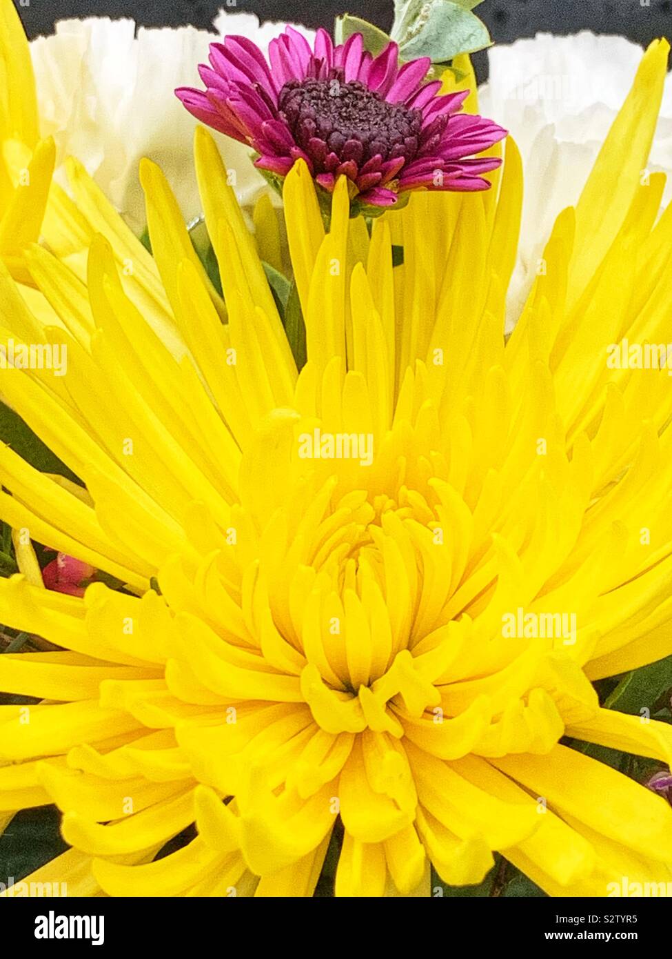 Huge bright yellow chrysanthemum with a small purple chrysanthemum in full bloom. - Smartphone Captured Stock Image