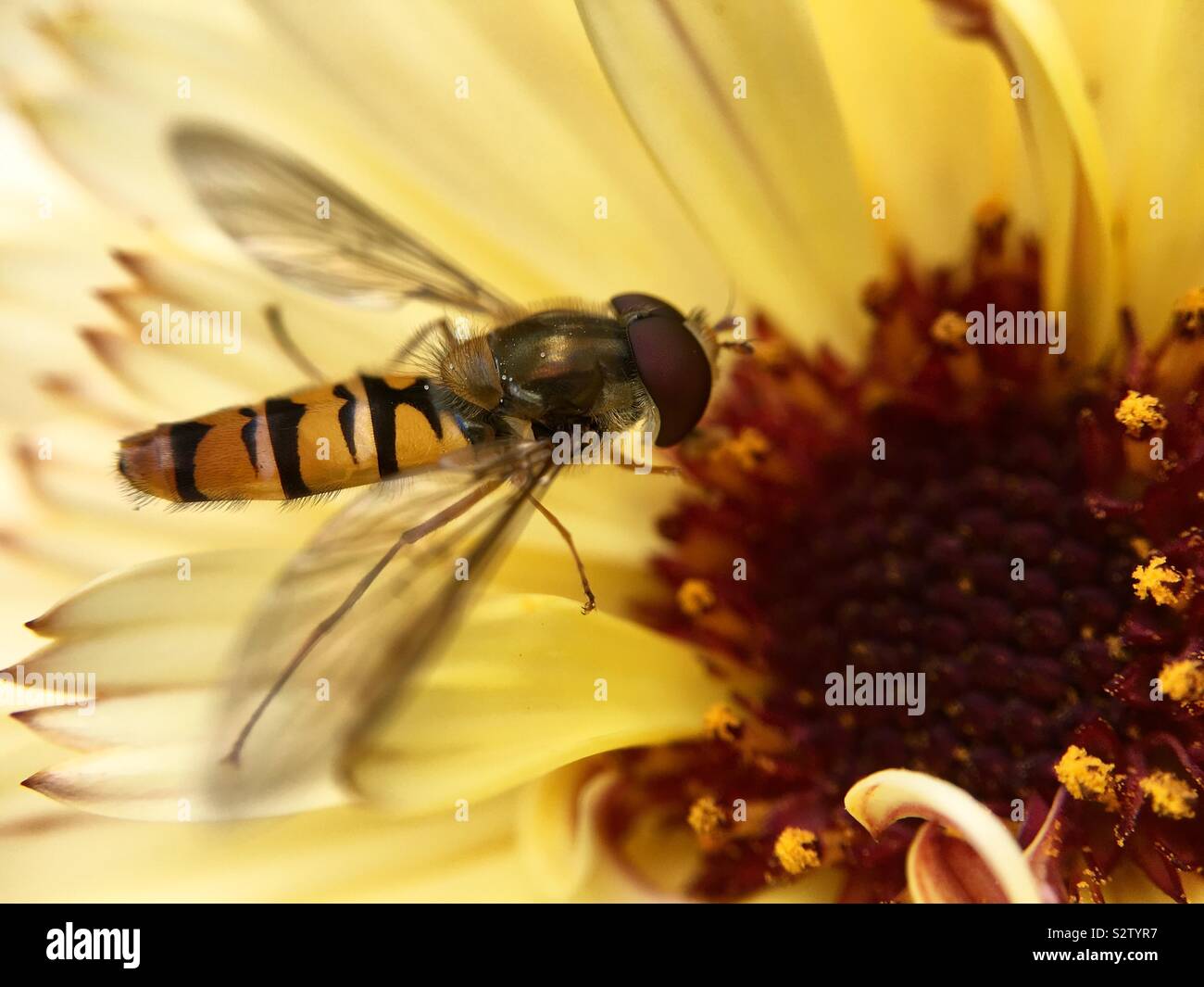 UK weather, Leeds. With warm sunny weather at Golden Acre Park in Leeds this hoverfly was busy pollinating the many beautiful flowers on display in the gardens. Taken on the 8th August 2019. - Smartphone Captured Stock Image