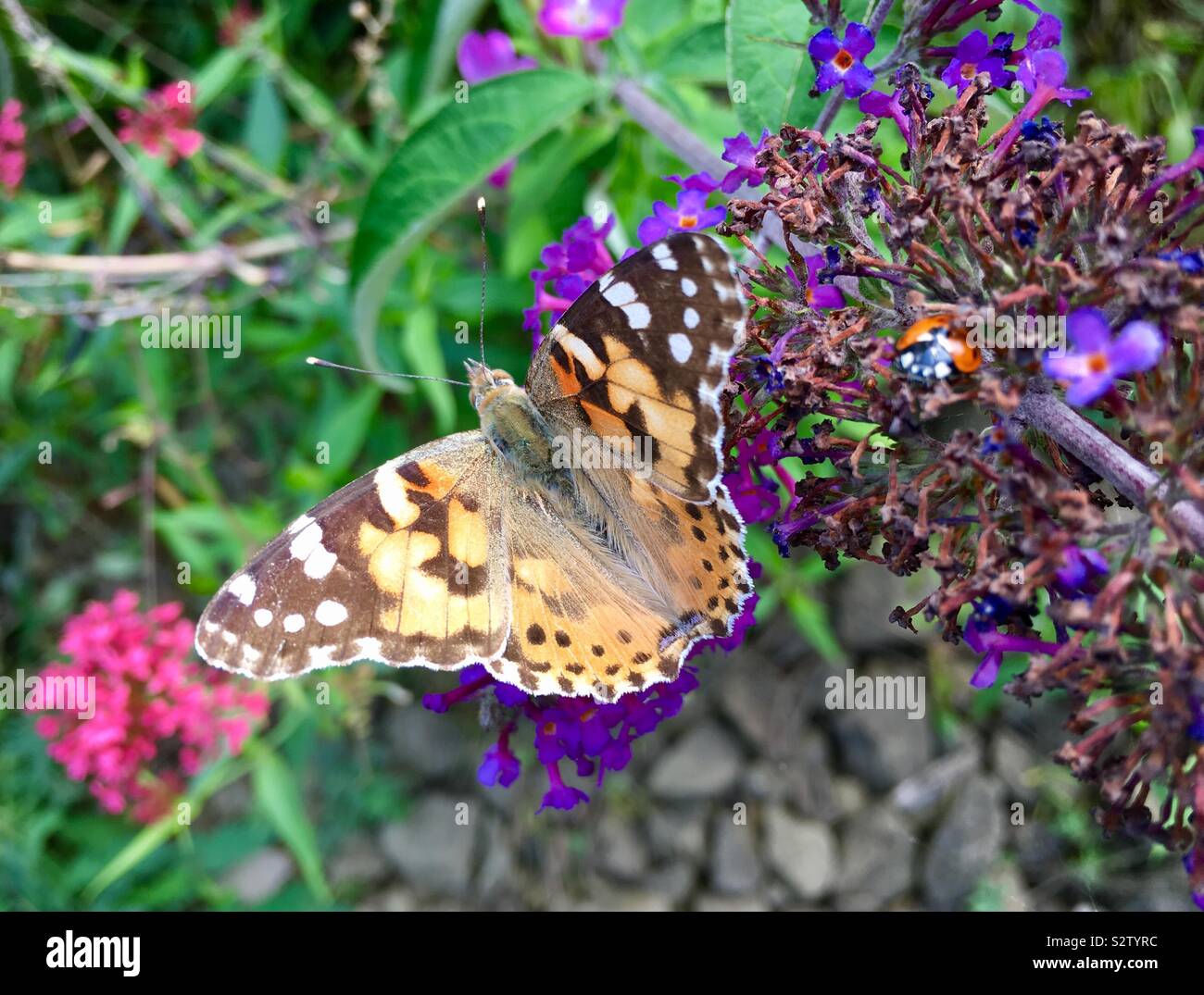UK weather, Leeds. With warm sunny weather at Golden Acre Park in Leeds this painted lady butterfly was busy pollinating the flowers on display in the gardens. Taken on the 8th August 2019. - Smartphone Captured Stock Image