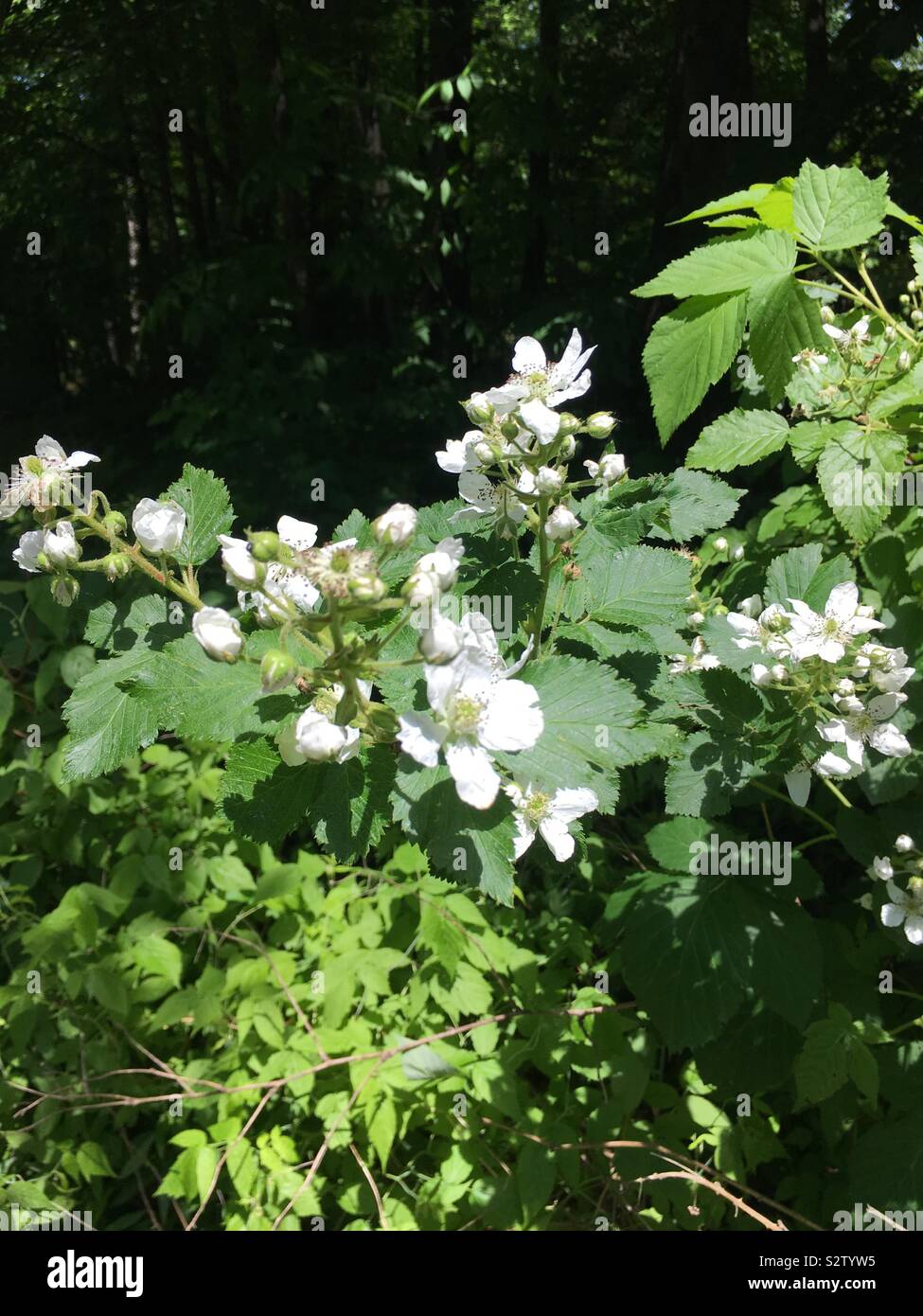 Blackberry flowers Stock Photo