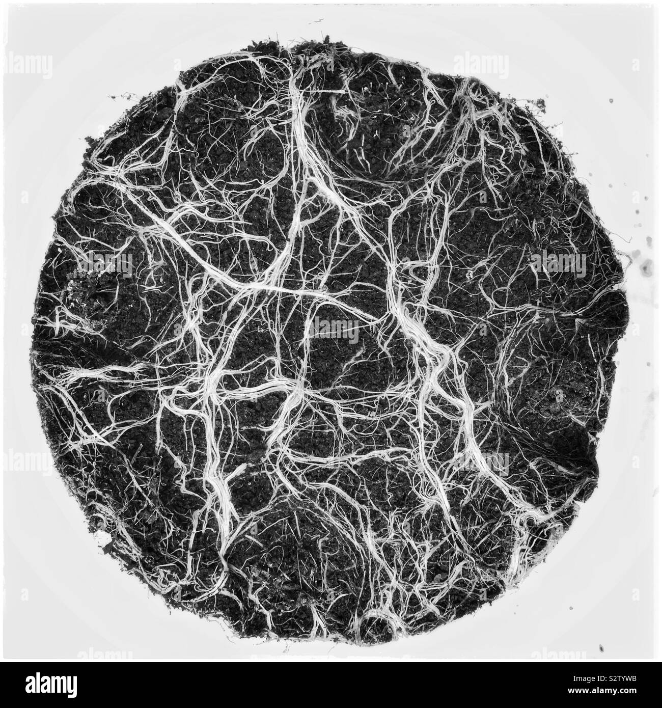 Underside of a pot plant, exposing its roots - Smartphone Captured Stock Image