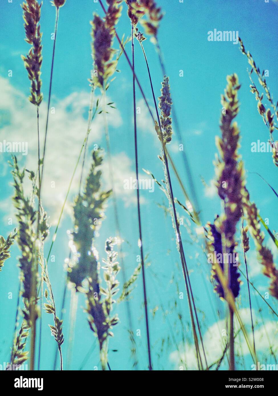 Grass seed heads against a blue sky. Stock Photo