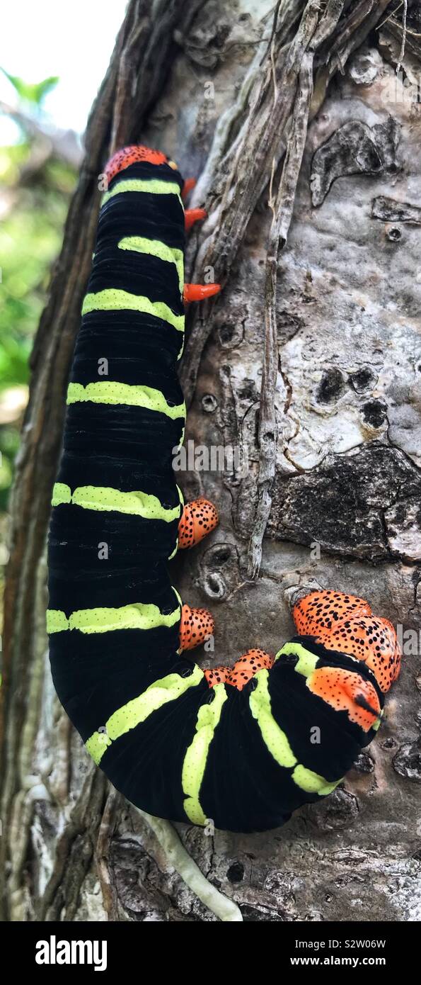 Giant Sphinx Caterpillar Climbing Tree - Smartphone Captured Stock Image