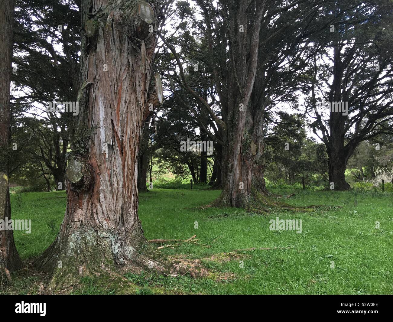 Mature totara trees in a clearing near a river on a farm in New Zealand. Stock Photo