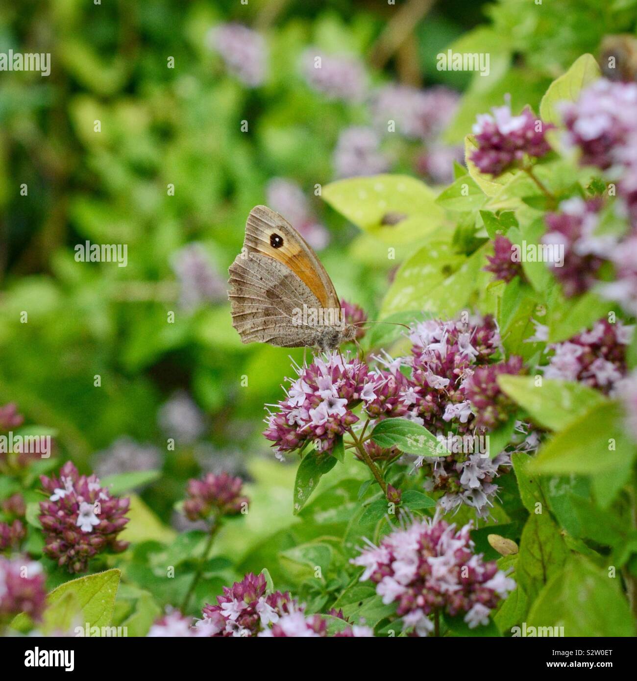 Meadow Brown butterfly nectaring on oregano flowers Stock Photo
