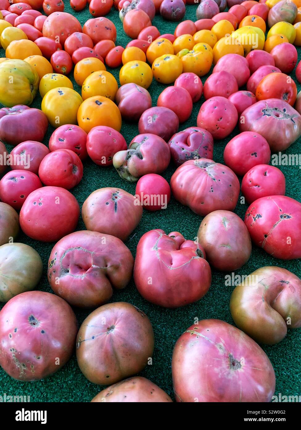 Many delicious varieties of huge farm fresh tomatoes rolling around a table. Stock Photo