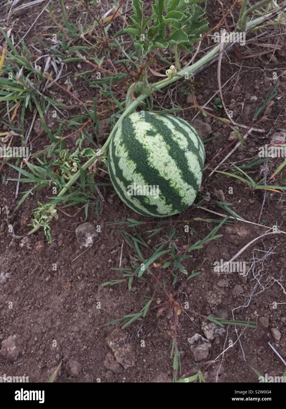Baby melon hi-res stock photography and images - Alamy