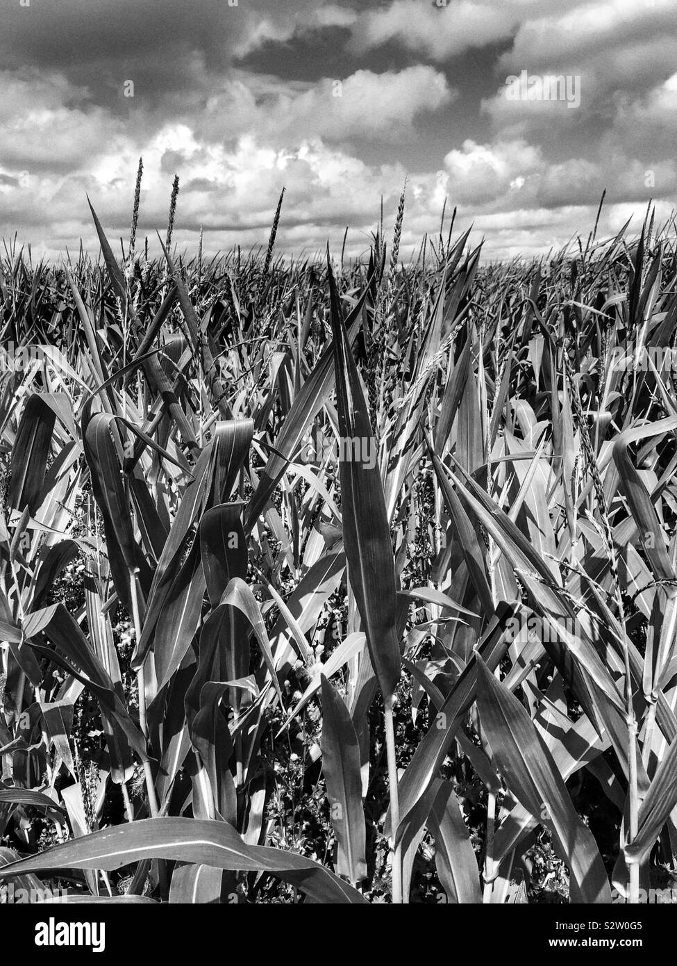 Black and white picture of a Corn field at the height of summer Stock
