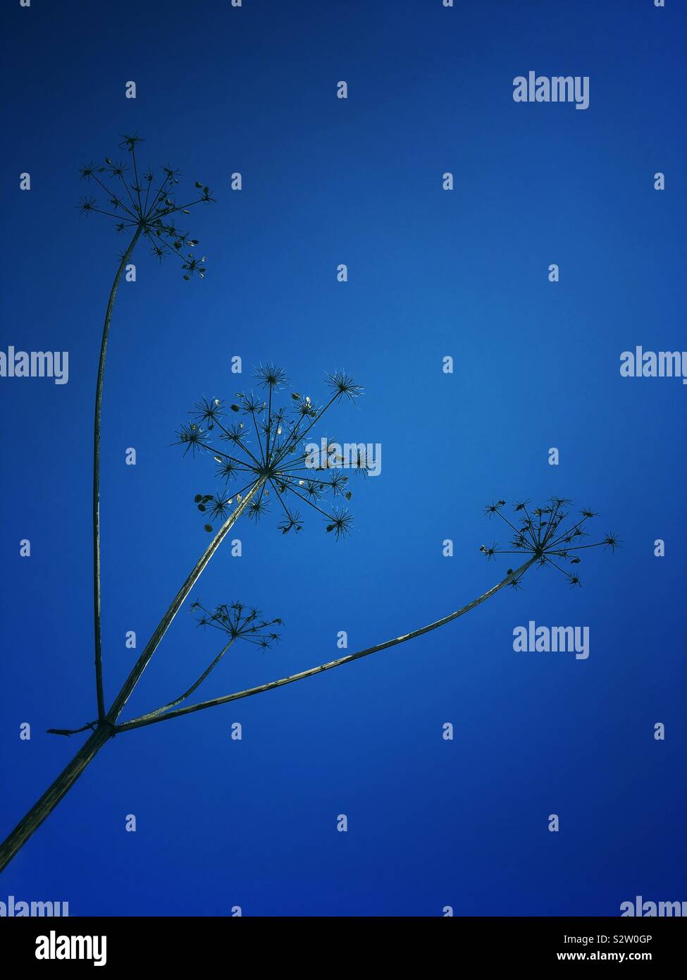 Cow parsley isolated against deep blue sky - Smartphone Captured Stock Image