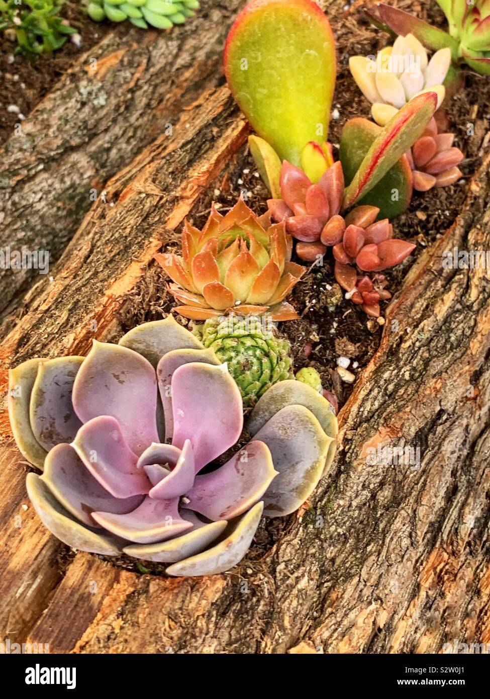Beautiful succulent garden on a log. - Smartphone Captured Stock Image