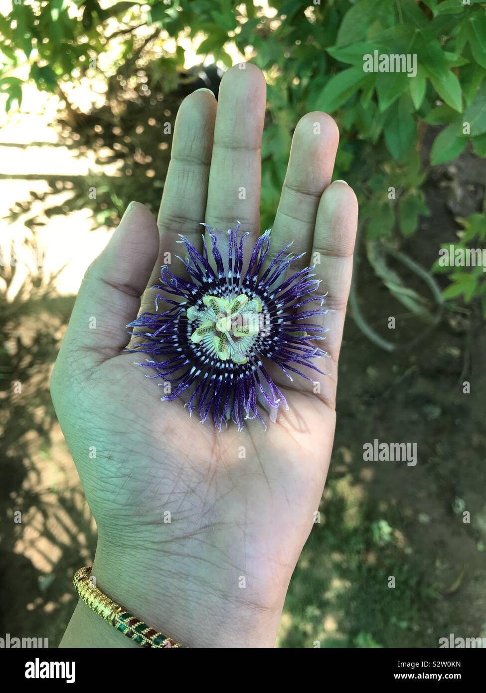 Passiflora flower alias Krishnakamalam passion fruit flower look alike