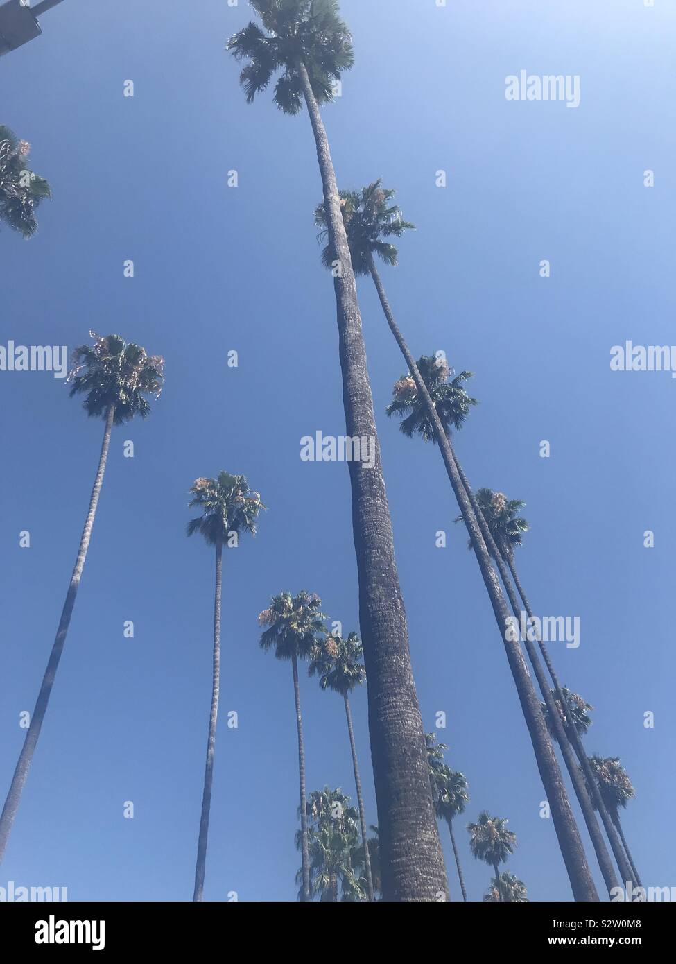 Palm Trees in Los Angeles (L.A Stock Photo Alamy